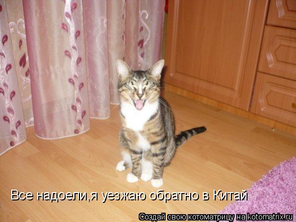 Все надоели,я уезжаю обратно в Китай... Котоматрица: Все надоели,я уезжаю обратно в Китай