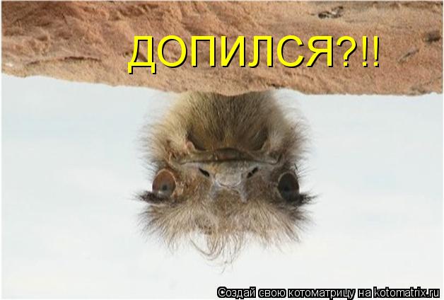 ДОПИЛСЯ?!!... Котоматрица: ДОПИЛСЯ?!!