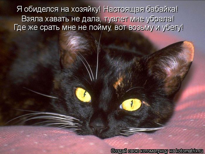 Я обиделся на хозяйку! Настоящая бабайка! Взяла хавать не дала, туалет мне убрала! Где же срать мне... Котоматрица: Я обиделся на хозяйку! Настоящая бабайка! Взяла хавать не дала, туалет мне убрала! Где же срать мне не пойму, вот возьму и убегу!