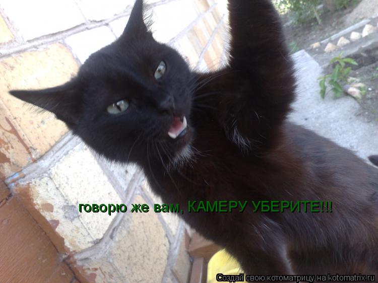 говорю же вам, КАМЕРУ УБЕРИТЕ!!!... Котоматрица: говорю же вам, КАМЕРУ УБЕРИТЕ!!!