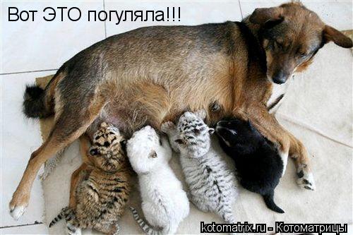 Вот ЭТО погуляла!!!... Котоматрица: Вот ЭТО погуляла!!!