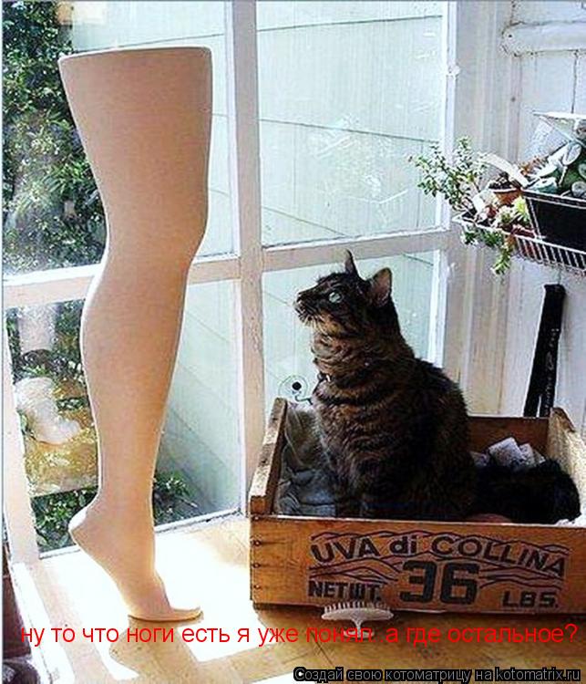 ну то что ноги есть я уже понял..а где остальное?... Котоматрица: ну то что ноги есть я уже понял..а где остальное?