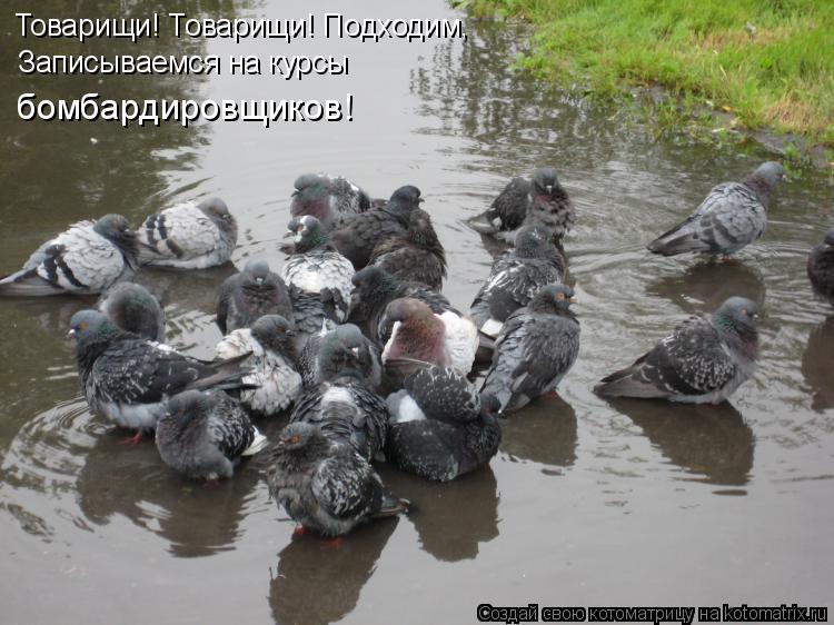 Товарищи! Товарищи! Подходим, Записываемся на курсы бомбардировщиков!... Котоматрица: Товарищи! Товарищи! Подходим, Записываемся на курсы бомбардировщиков!