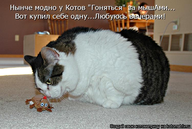 Котоматрица: Нынче модно у Котов "Гоняться" за мышАми... Вот купил себе одну...Любуюсь вечерами!
