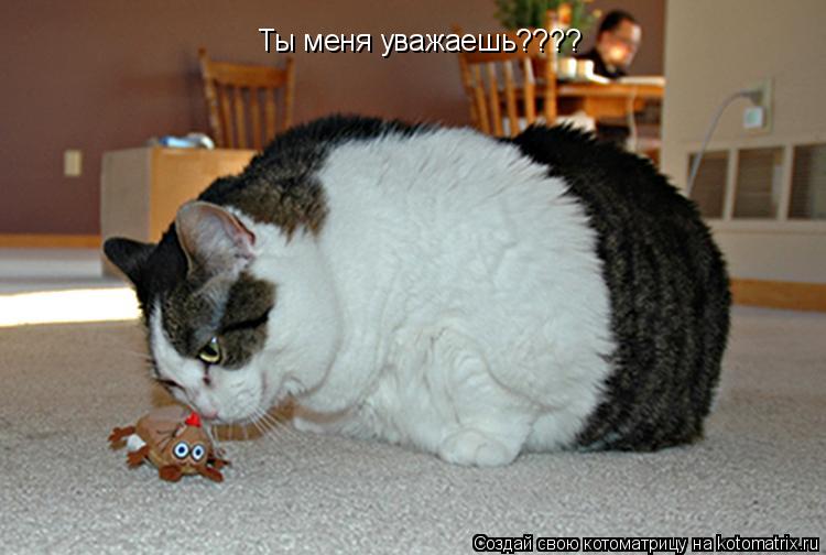Ты меня уважаешь????... Котоматрица: Ты меня уважаешь????