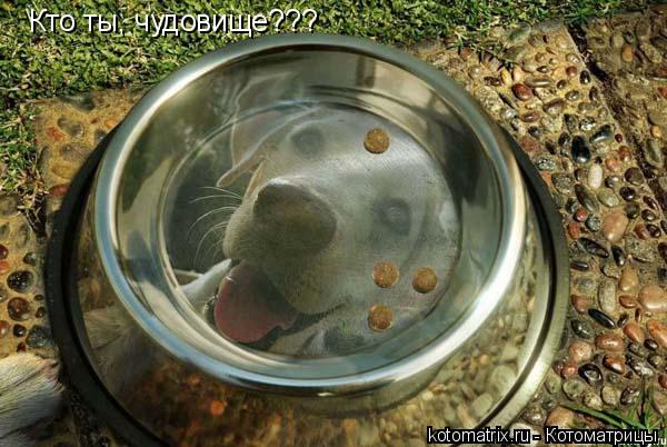 Кто ты, чудовище???... Котоматрица: Кто ты, чудовище???