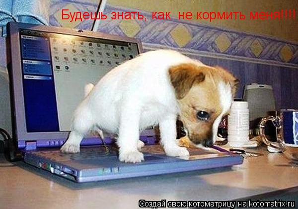 Будешь знать, как не кормить меня!!!!... Котоматрица: Будешь знать, как не кормить меня!!!!