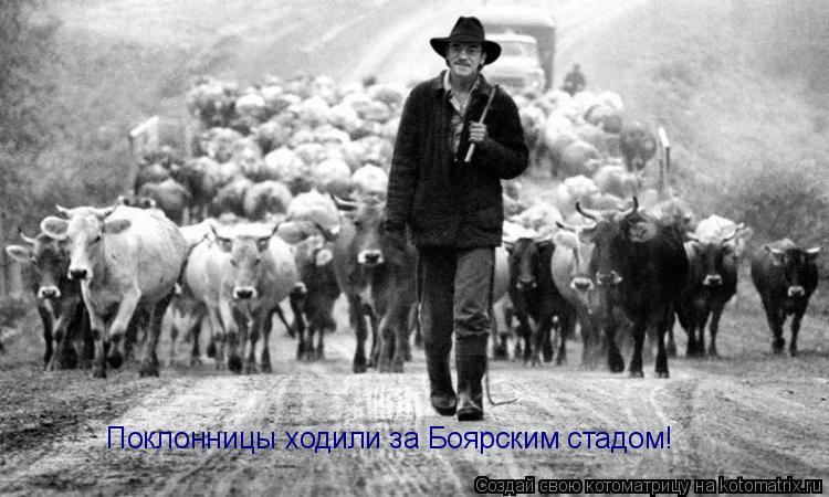 Поклонницы ходили за Боярским стадом!... Котоматрица: Поклонницы ходили за Боярским стадом!