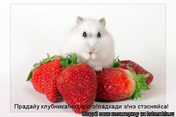 Прадайу клубника!нэдорого!падхади э!нэ стэсняйса!... Котоматрица: Прадайу клубника!нэдорого!падхади э!нэ стэсняйса!