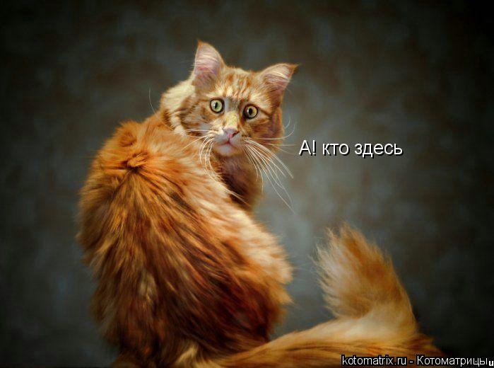 А! кто здесь А! кто здесь... Котоматрица: А! кто здесь А! кто здесь