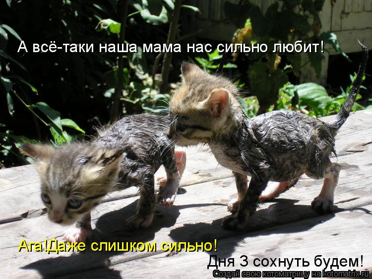 Котоматрица: А всё-таки наша мама нас сильно любит! Ага!Даже слишком сильно! Дня 3 сохнуть будем!