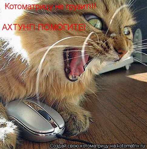 Котоматрица: Котоматрицу не грузит!!! АХТУНГ! ПОМОГИТЕ!