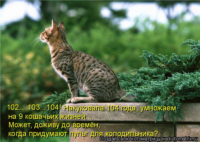 Котоматрица: 102... 103...104! Накуковала 104 года, умножаем  на 9 кошачьих жизней.... Может, доживу до времён,  когда придумают пульт для холодильника?