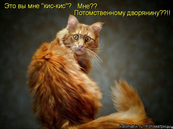 Это вы мне "кис-кис"? Мне?? Потомственному дворянину??!!... Котоматрица: Это вы мне "кис-кис"? Мне?? Потомственному дворянину??!!