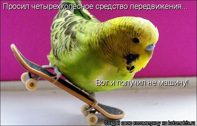 Котоматрица: Просил четырехколесное средство передвижения... вот и получил не машину Просил четырехколесное средство передвижения...  Вот и получил не м