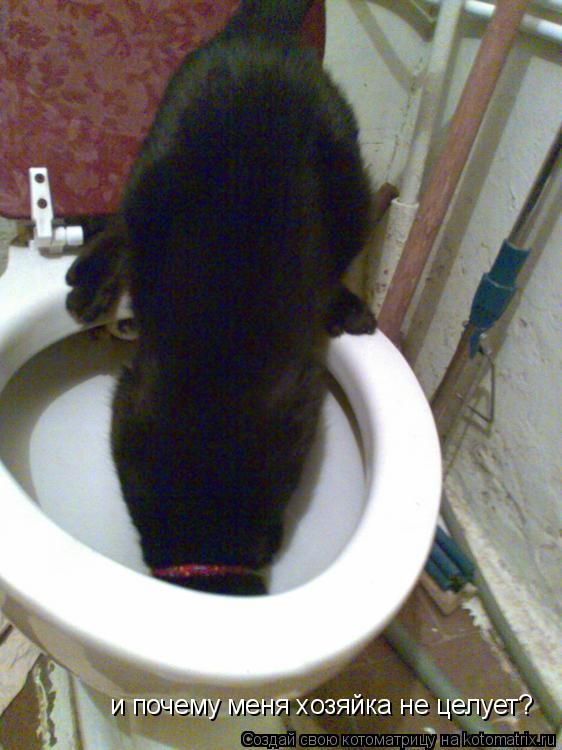 Котоматрица: и почему меня хозяйка не целует?