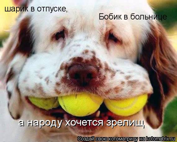 Котоматрица: шарик в отпуске, Бобик в больнице а народу хочется зрелищ