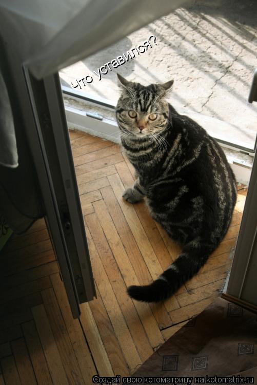 Котоматрица: Что уставился?