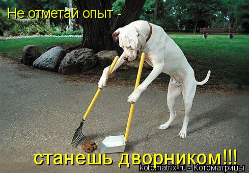 Не отметай опыт - станешь дворником!!!... Котоматрица: Не отметай опыт - станешь дворником!!!