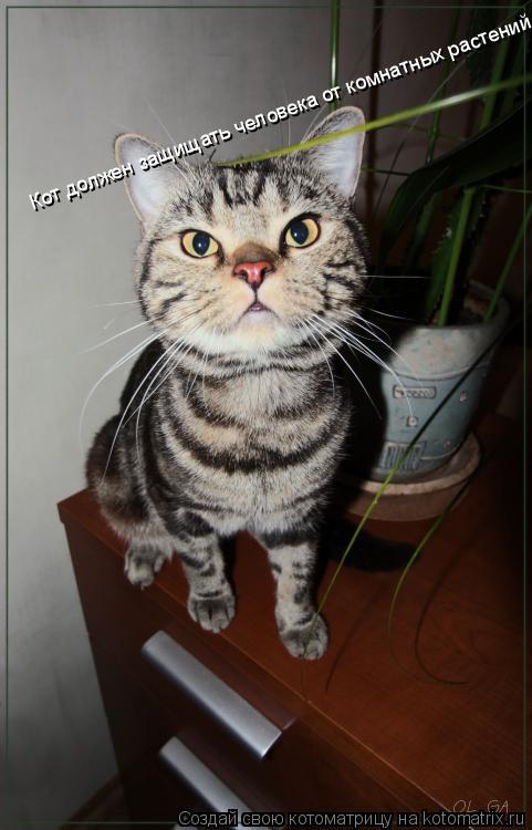 Кот должен защищать человека от комнатных растений.... Котоматрица: Кот должен защищать человека от комнатных растений.