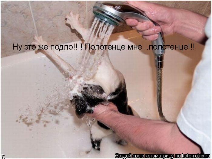Ну это же подло!!!! Полотенце мне...полотенце!!!... Котоматрица: Ну это же подло!!!! Полотенце мне...полотенце!!!