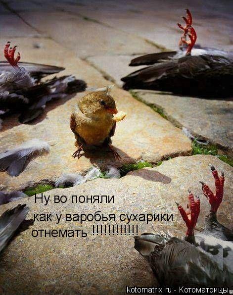 Ну во поняли как у варобья сухарики отнемать !!!!!!!!!!!!... Котоматрица: Ну во поняли как у варобья сухарики отнемать !!!!!!!!!!!!