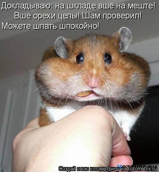Докладываю: на шкладе вшё на меште! Вше орехи целы! Шам проверил! Можете шпать шпокойно!... Котоматрица: Докладываю: на шкладе вшё на меште! Вше орехи целы! Шам проверил! Можете шпать шпокойно!