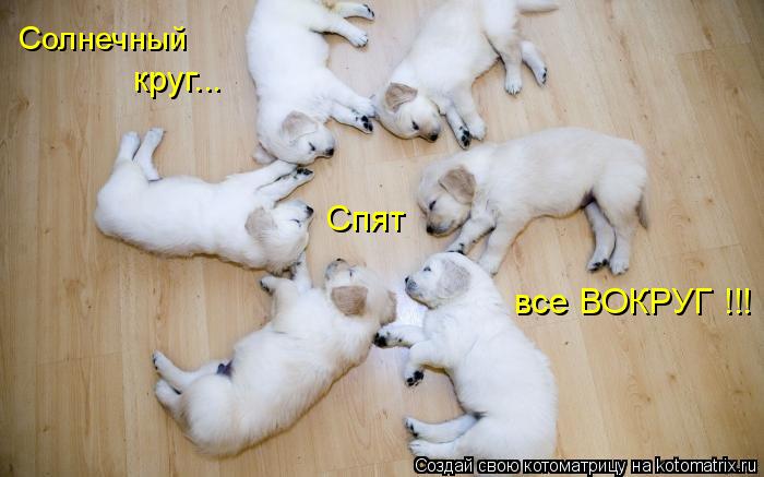 Солнечный круг... Спят все ВОКРУГ !!!... Котоматрица: Солнечный круг... Спят все ВОКРУГ !!!