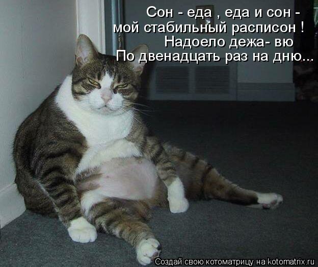 Сон - еда , еда и сон - мой стабильный расписон ! Надоело дежа- вю По двенадцать раз на дню...... Котоматрица: Сон - еда , еда и сон - мой стабильный расписон ! Надоело дежа- вю По двенадцать раз на дню...