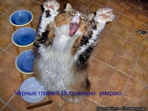 Чёрные глаза!!! Вспоминаю, умираю....... Котоматрица: Чёрные глаза!!! Вспоминаю, умираю....