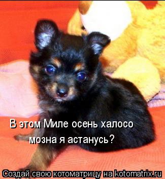 В этом Миле осень халосо мозна я астанусь?... Котоматрица: В этом Миле осень халосо мозна я астанусь?