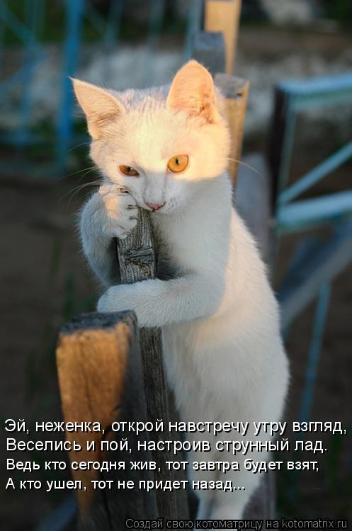 Эй, неженка, открой навстречу утру взгляд, Веселись и пой, настроив струнный лад. Ведь кто сегодня жи... Котоматрица: Эй, неженка, открой навстречу утру взгляд, Веселись и пой, настроив струнный лад. Ведь кто сегодня жив, тот завтра будет взят, А кто ушел, тот