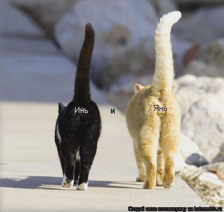 Инь и Янь... Котоматрица: Инь и Янь