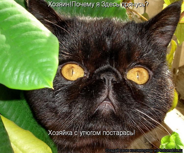 Хозяин!Почему я Здесь прячусь? Хозяйка с утюгом постарась!... Котоматрица: Хозяин!Почему я Здесь прячусь? Хозяйка с утюгом постарась!