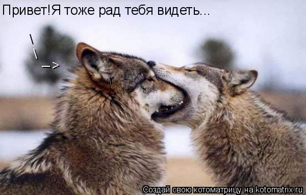 Привет!Я тоже рад тебя видеть... _ >... Котоматрица: Привет!Я тоже рад тебя видеть... _ >