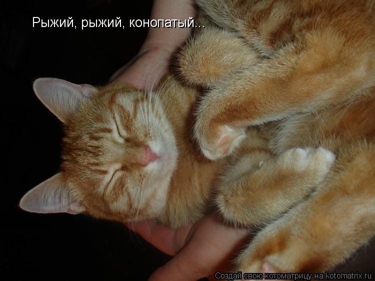 Рыжий, рыжий, конопатый...... Котоматрица: Рыжий, рыжий, конопатый...