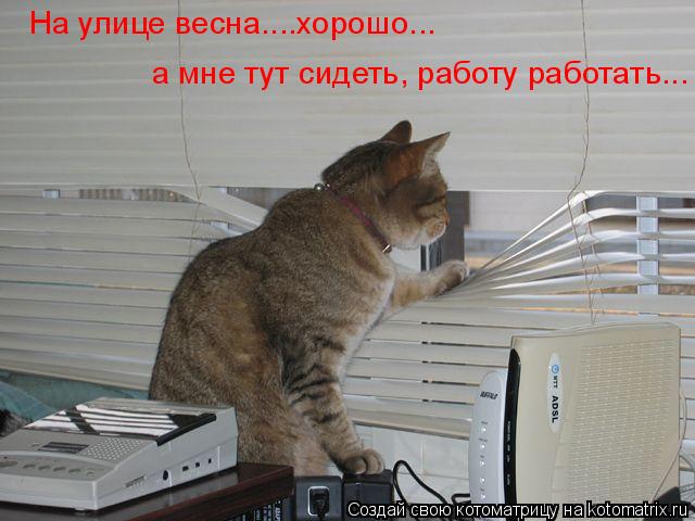 На улице весна....хорошо... а мне тут сидеть, работу работать...... Котоматрица: На улице весна....хорошо... а мне тут сидеть, работу работать...