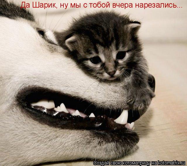 Да Шарик, ну мы с тобой вчера нарезались...... Котоматрица: Да Шарик, ну мы с тобой вчера нарезались...