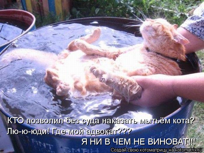 КТО позволил без суда наказать мытьём кота? Лю-ю-юди! Где мой адвокат??? Я НИ В ЧЕМ НЕ ВИНОВАТ!!!... Котоматрица: КТО позволил без суда наказать мытьём кота? Лю-ю-юди! Где мой адвокат??? Я НИ В ЧЕМ НЕ ВИНОВАТ!!!