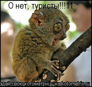 О нет, туристы!!!11... Котоматрица: О нет, туристы!!!11