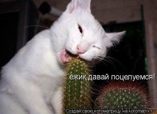 ёжик,давай поцелуемся!... Котоматрица: ёжик,давай поцелуемся!