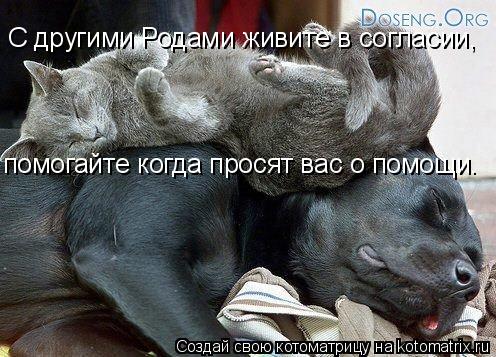 С другими Родами живите в согласии, помогайте когда просят вас о помощи.... Котоматрица: С другими Родами живите в согласии, помогайте когда просят вас о помощи.