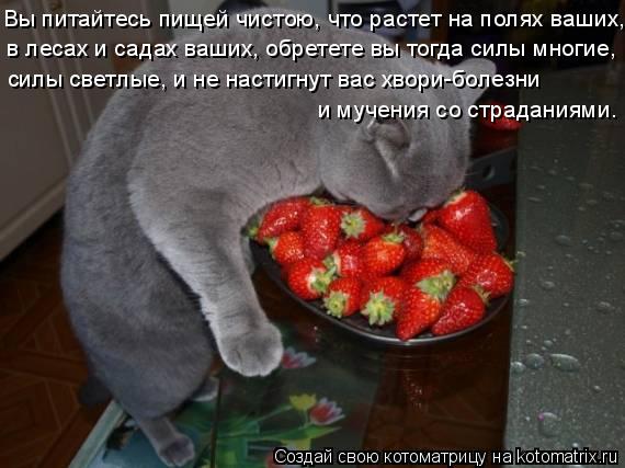 Вы питайтесь пищей чистою, что растет на полях ваших, в лесах и садах ваших, обретете вы тогда силы м... Котоматрица: Вы питайтесь пищей чистою, что растет на полях ваших, в лесах и садах ваших, обретете вы тогда силы многие, силы светлые, и не настигнут вас х