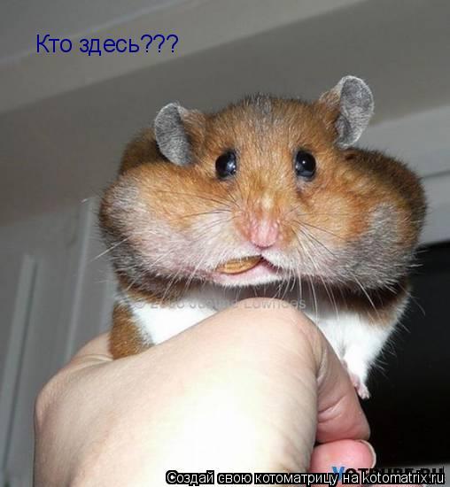 Кто здесь???... Котоматрица: Кто здесь???