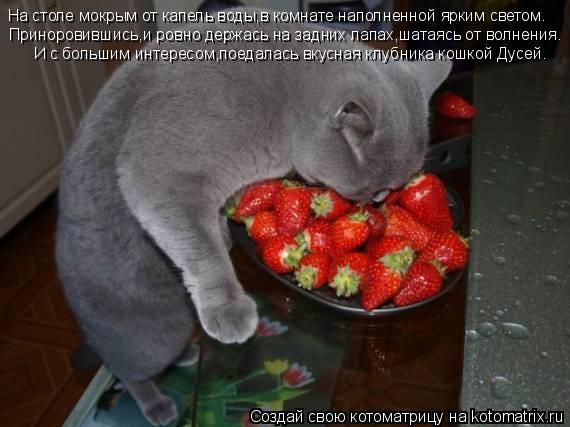 На столе мокрым от капель воды,в комнате наполненной ярким светом. Приноровившись,и ровно держась на ... Котоматрица: На столе мокрым от капель воды,в комнате наполненной ярким светом. Приноровившись,и ровно держась на задних лапах,шатаясь от волнения. И с б