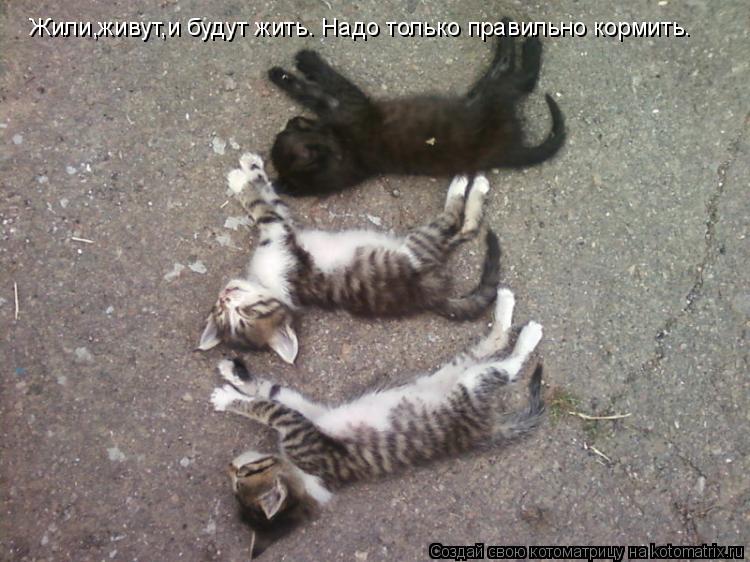 В нашей жизни классной,к счастью всё прикарасно. Жили,живут,и будут жить. Надо только правильно корми... Котоматрица: В нашей жизни классной,к счастью всё прикарасно. Жили,живут,и будут жить. Надо только правильно кормить.