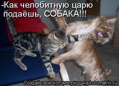 -Как челобитную царю подаёшь, СОБАКА!!!... Котоматрица: -Как челобитную царю подаёшь, СОБАКА!!!