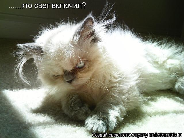 ......кто свет включил?... Котоматрица: ......кто свет включил?