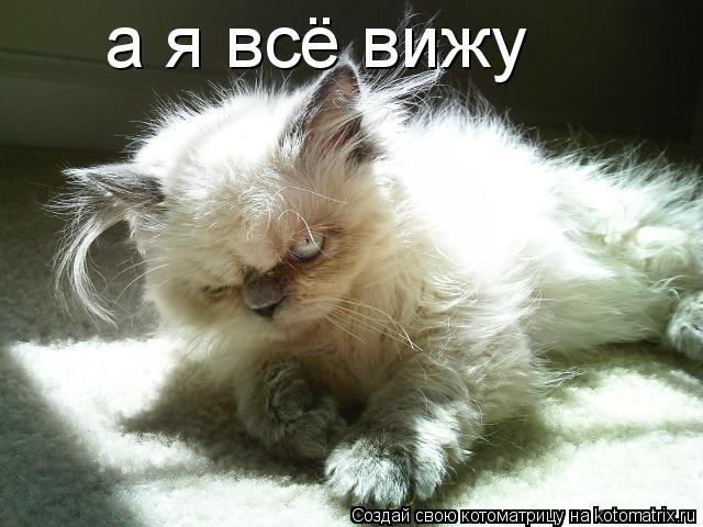 а я всё вижу... Котоматрица: а я всё вижу