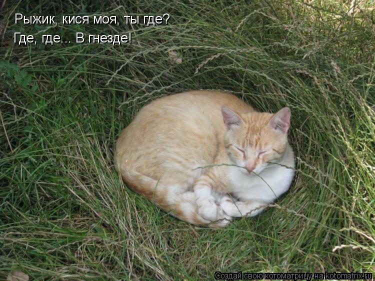 Котоматрица: Рыжик, кися моя, ты где? Где, где... В гнезде!